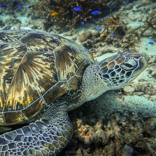 celebrate world turtle day - photo by James Thornton via unsplash