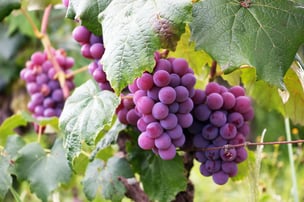 sm-grape-day